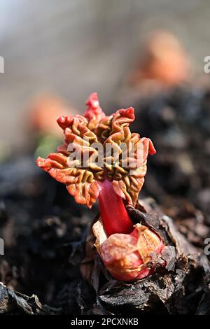 Rabarbarbaro, nuove foglie rosse all'inizio della primavera Foto Stock