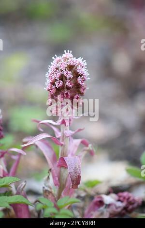 Petasites hybridus, conosciuto come Common Butterbur, Bog Rhubarb, Devil’s Hat, pianta selvatica dalla Finlandia Foto Stock