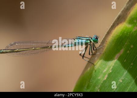 Un primo piano di una libellula blu arroccata sulla cima di una sottile erba verde Foto Stock