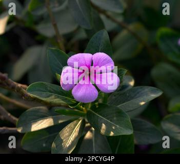 Catharanthus roseus o Periwinkle Flower Fotografia immagine Foto Stock
