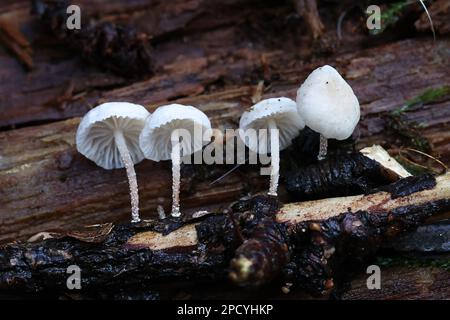Marasmiellus ramealis, comunemente noto come Twig Parachute, fungo selvatico dalla Finlandia Foto Stock