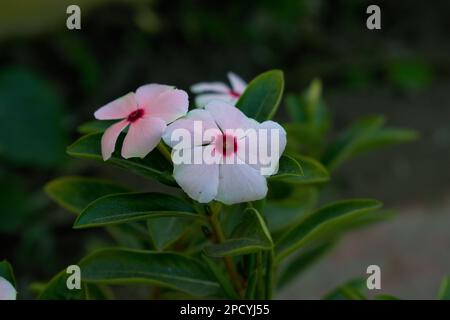 Fresh gorgeous White Vinca Catharanthus Roseus Fotografia Wallpaper Foto Stock