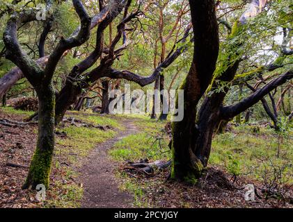 Stretto sentiero sterrato attraverso gli alberi nel tranquillo bosco della California settentrionale Foto Stock