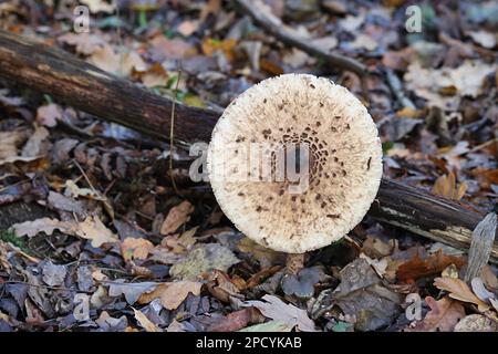 Macrolepiota procera, comunemente conosciuto come il fungo dell'ombrellone, fungo selvatico dalla Finlandia Foto Stock