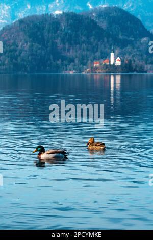 Coppia di anatre selvatiche del mallardo, maschio e femmina, galleggianti sulla superficie di acqua ferma del lago Bled nella fredda mattina di febbraio con il famoso punto di riferimento, l'Assumpio Foto Stock