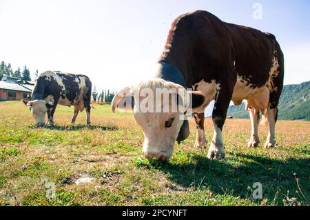 Italia: Torgon Valle d'Aosta. Foto delle mucche nel pascolo estivo in Alpe Gorza. Andrea Pinna/Alamy Foto Stock