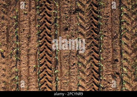 Scatto aereo del campo di semina del granoturco dal drone pov direttamente sopra con i cingoli dei pneumatici del trattore nel terreno come sfondo agricolo Foto Stock