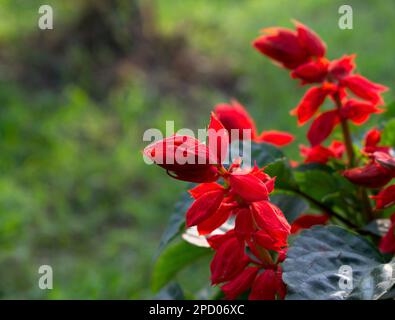 Un primo piano di fiori di Celosia rossa con spazio di copia sfondo o sfondo Foto Stock