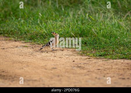 Uccello di Hoopoe o Upupidae su una pista forestale al parco nazionale di keoladeo bharatpur santuario degli uccelli rajasthan india asia Foto Stock