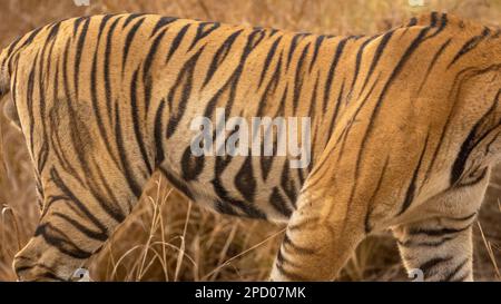 selvaggio bengala maschio tigre o panthera tigris profilo laterale strisce motivo sfondo texture in arancione ripetuto senza giunture nero nella giungla safari nella foresta Foto Stock