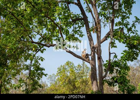 Pianure settentrionali langur grigio o famiglia Semnopithecus entellus madre bambino e padre che riposano in alto su un albero con sfondo cielo blu a bandhavgarh india Foto Stock