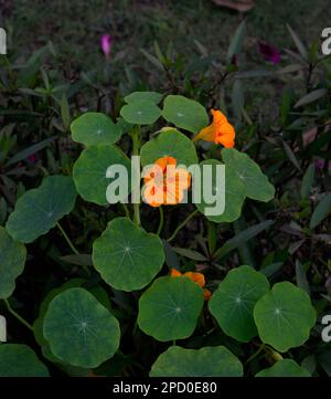 Giallo stupefacente con Tropeolum arancione o fiori di Nasturzio con stupefacente forma rotonda foglie verdi sfondo o sfondo Foto Stock
