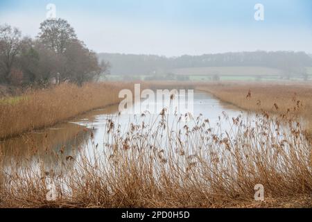 RSPB Ham Wall a Meare, vicino a Glastonbury, Regno Unito Foto Stock