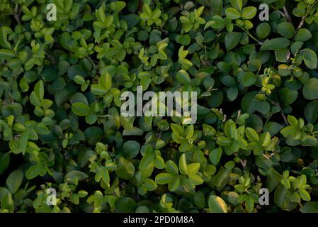 Kamini pianta verde foglie sfondo Foto Stock