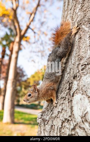 Ritratto di scoiattolo volpe (Sciurus niger) seduto sul ramo isolato sul verde. Tiene l'anteriore con il dado sul petto. Fauna selvatica urbana. Foto Stock