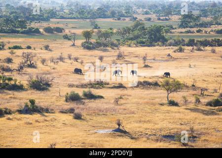 Vista aerea degli elefanti in lotta (Loxodonta africana) dall'alto. Gli animali selvatici si impolverano. Delta dell'Okavango, Botswana, Africa Foto Stock