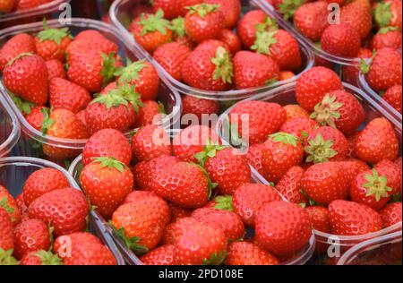 Fragole fresche mature in contenitori di plastica su un mercato in vendita. Fragole in punzoni trasparenti. Immagine con messa a fuoco selettiva Foto Stock