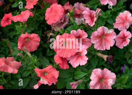 Fiori rosa Petunia Fotografia di sfondo Foto Stock
