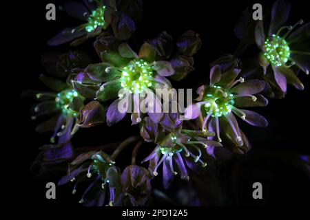 Fiori fluorescenti di acero norvegese Acer platanoides, fotografati in luce ultravioletta (365 nm) Foto Stock