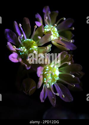Fiori fluorescenti di acero norvegese Acer platanoides, fotografati in luce ultravioletta (365 nm) Foto Stock