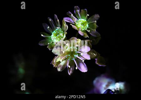 Fiori fluorescenti di acero norvegese Acer platanoides, fotografati in luce ultravioletta (365 nm) Foto Stock