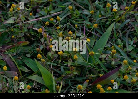 Fiori artificiali e piante secche in vasi trasparenti sul pavimento contro  parete blu Foto stock - Alamy