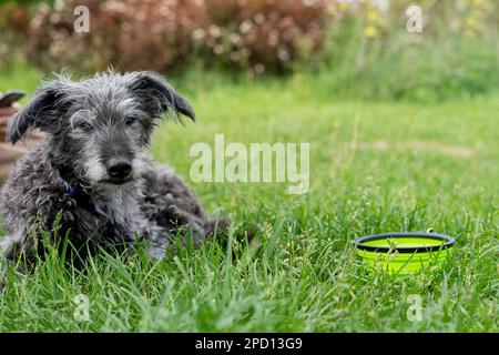 cane di razza mista bedlington terrier o bedlington wippet grigio lanuginoso anziano cane che riposa su erba verde accanto al cane acqua ciotola animali domestici adozione cura e w Foto Stock