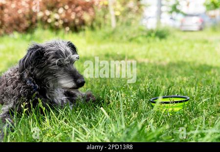 cane di razza mista bedlington terrier o bedlington wippet grigio lanuginoso anziano cane che riposa su erba verde accanto al cane acqua ciotola animali domestici adozione cura e w Foto Stock