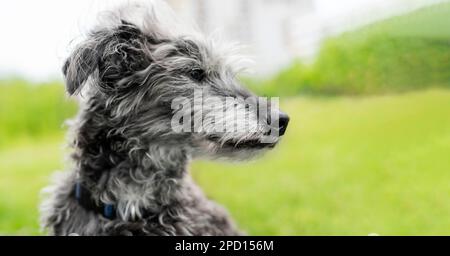 ritratto di cane di razza mista bedlington terrier o bedlington wippet grigio lanuginoso anziano cane che riposa su erba verde animali adozione cura e cane a piedi Foto Stock