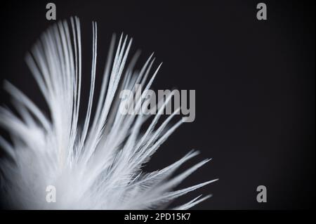 Primo piano estremo di una piuma bianca. Fotografia macro. Foto Stock
