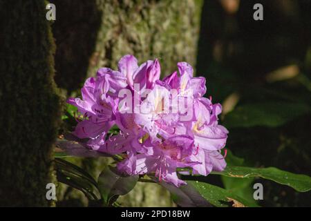 Rhododendron viola illuminato da sole fiore primo piano Foto Stock