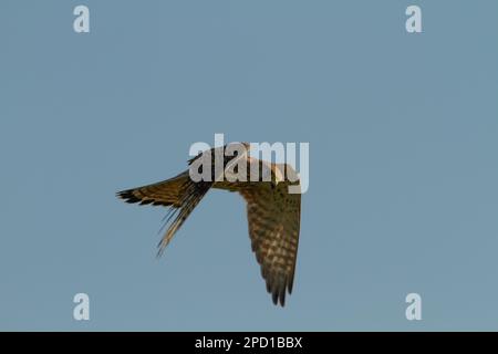Il gheppio (Falco tinnunculus) è un uccello della famiglia dei Falconidi. È anche noto come t Foto Stock