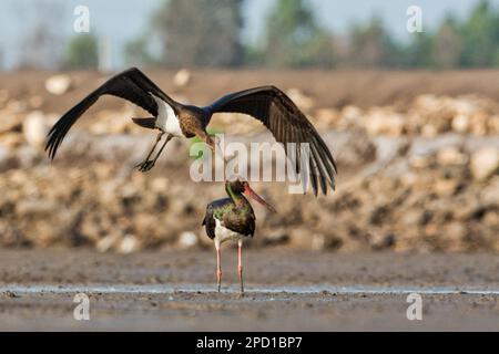 Cicogna nera (Ciconia nigra) in volo. La cicogna nera (Ciconia nigra) è un uccello della famiglia dei Ciconiidae. È un diffuso, ma Foto Stock