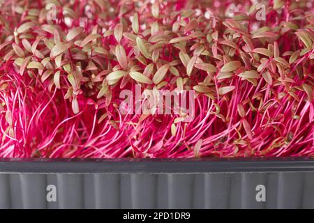 Microgreens Amaranth rosso biologico super cibo macro. Orizzontale Foto Stock