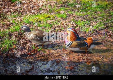 Mandarino anatre su una pozza in Isabella Plantation, un giardino boschivo a Richmond Park a Londra Foto Stock