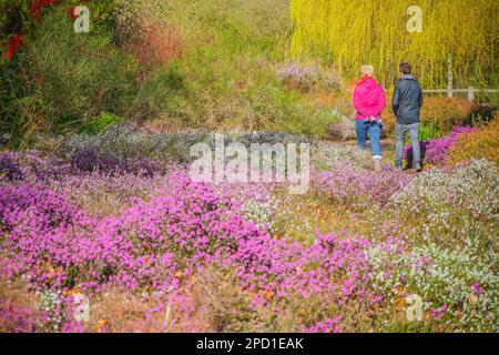 Londra, Regno Unito - 5 aprile 2018 - i turisti che camminano attraverso fiori di erica fiorenti in Isabella Plantation, un giardino boschivo a Richmond Park Foto Stock