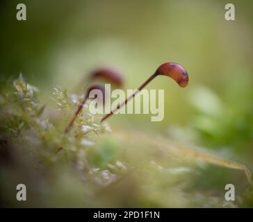 Primo piano estremo di un muschio. Profondità di campo bassa. Foto Stock