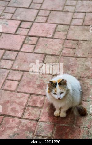 Gatto senza casa sul lastricato in strada Foto Stock
