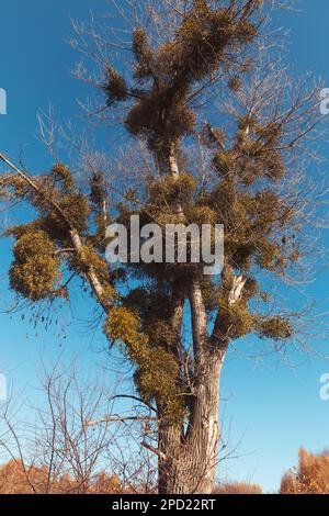 Un vecchio albero è cresciuto di vischio, una pianta parassitaria. Simbolo di amore, vita e fertilità. Foto Stock