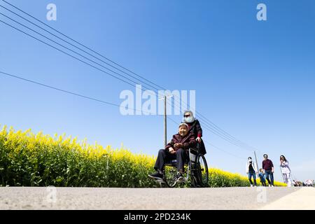 Changsha, la provincia cinese di Hunan. 14th Mar, 2023. I turisti si divertono nei campi di fiori di cole nel villaggio di Ziliu di Shimeitang Township, Changde City, provincia di Hunan della Cina centrale, 14 marzo 2023. Credit: Notizie dal vivo su Chen Sihan/Xinhua/Alamy Foto Stock