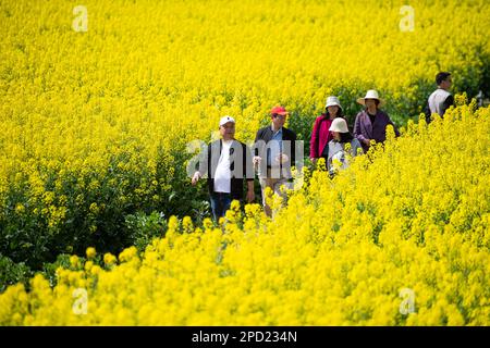 Changsha, la provincia cinese di Hunan. 14th Mar, 2023. I turisti si divertono nei campi di fiori di cole nel villaggio di Ziliu di Shimeitang Township, Changde City, provincia di Hunan della Cina centrale, 14 marzo 2023. Credit: Notizie dal vivo su Chen Sihan/Xinhua/Alamy Foto Stock