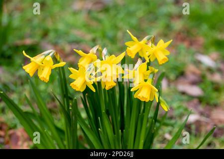 Narciso, Narcissus cresce nel tardo inverno Dorset, Inghilterra, Regno Unito Foto Stock
