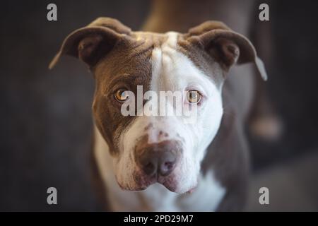 Un'immagine ravvicinata di un adorabile cucciolo che guarda la fotocamera con i suoi occhi grandi e rotondi, le sue orecchie si sono arenate in anticipo Foto Stock