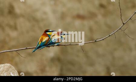 Colorato Bee Eater nel Delta del Danubio Foto Stock