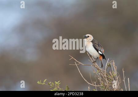 Tessitore di bufalo dalla testa bianca (Dinemellia dinemelli) che chiama da nido Foto Stock