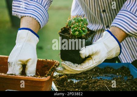 Giardiniere, agricoltore in guanti a prova di spina bianca che ripiantano cactus nel giardino domestico Foto Stock