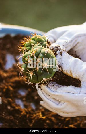 Giardiniere, agricoltore in guanti a prova di spina bianca che ripiantano cactus nel giardino domestico Foto Stock