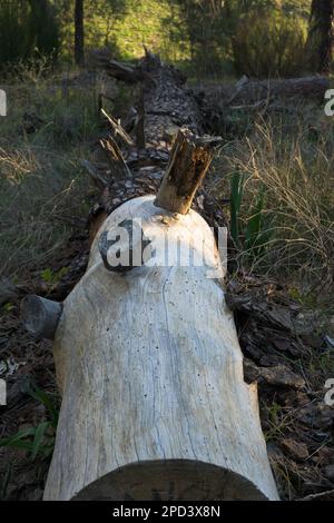 Tronco di pino secco malato sul terreno forato da termiti in verticale Foto Stock