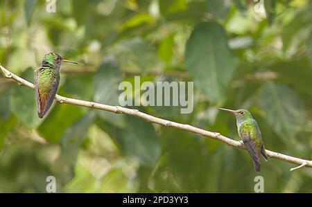 I due colibrì color smeraldo dalla testa ramosa arroccati su un ramoscello. Cupreiceps di Microchera. Foto Stock