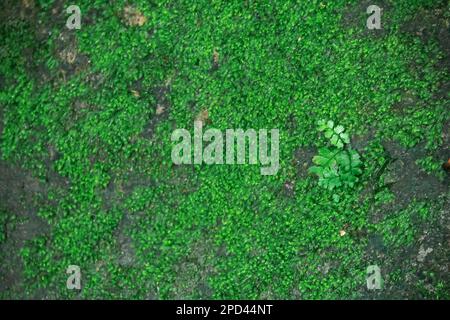 Felci e muschi sono comuni nella foresta pluviale. Sia a livello basso che alto vedrà che questo tipo di pianta è coperto seguire le rocce ovunque Foto Stock